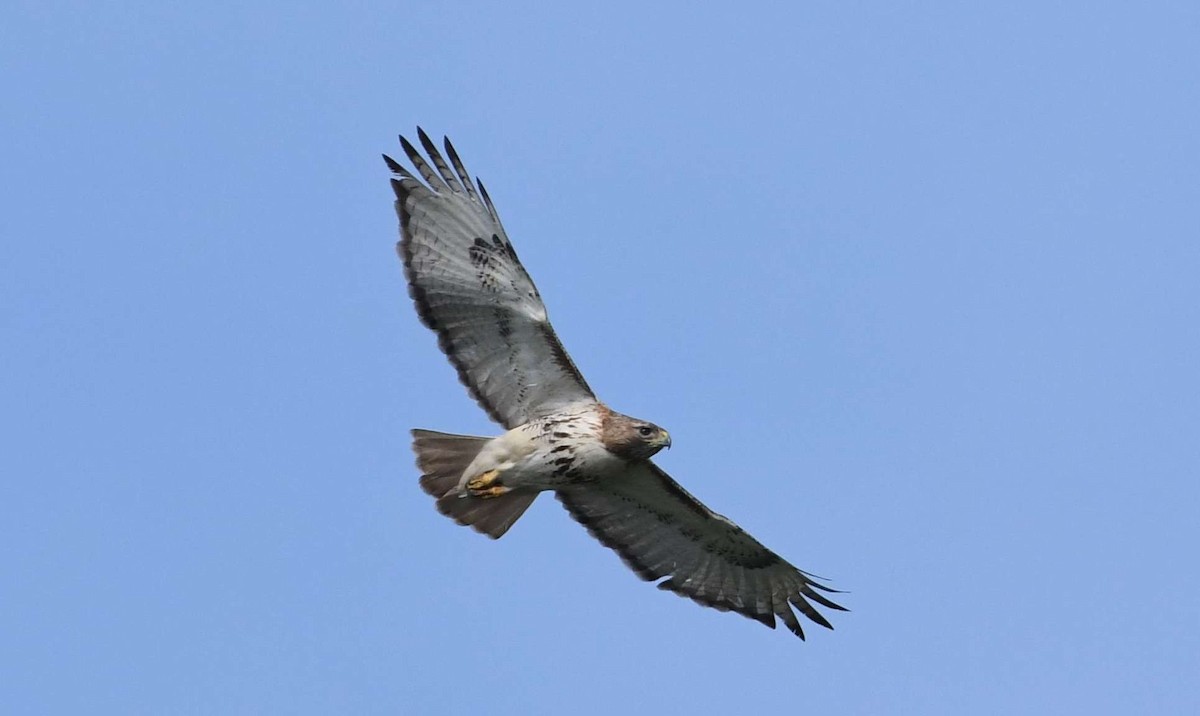 Red-tailed Hawk - ML58816041