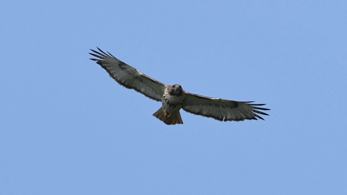 Red-tailed Hawk - ML58816051