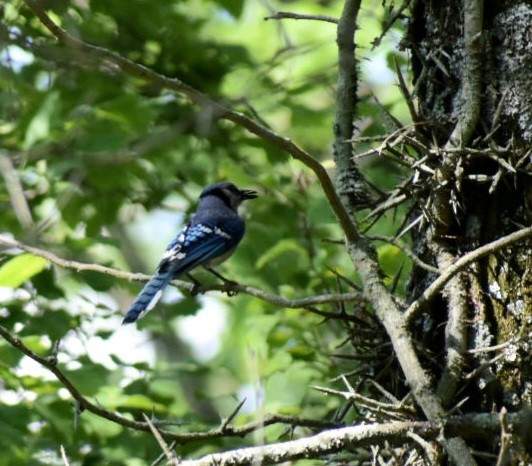 Blue Jay - ML588160661