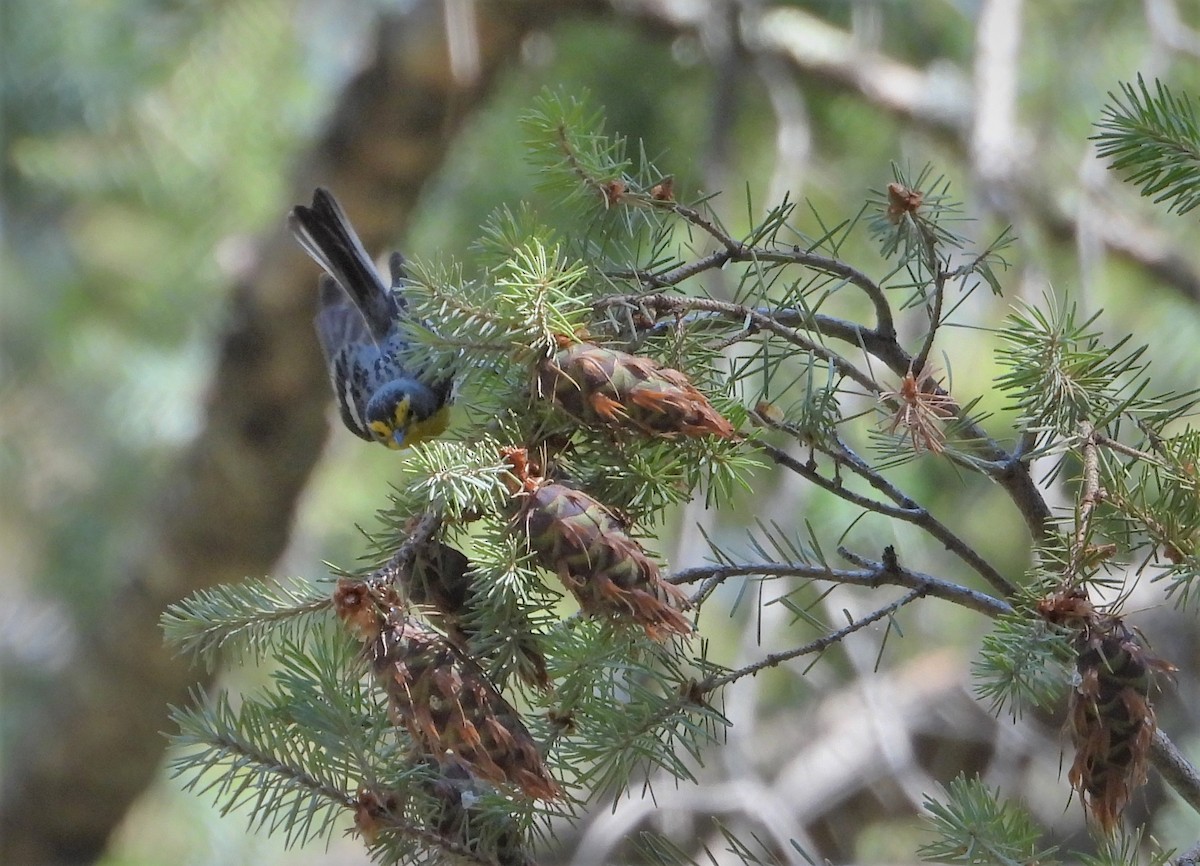 Grace's Warbler - ML588162561