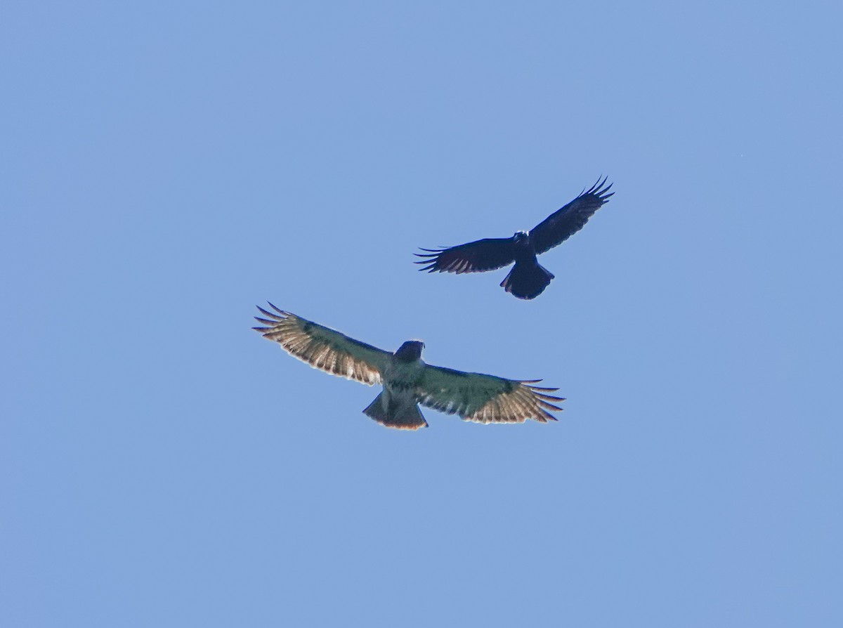 Red-tailed Hawk - ML588162731