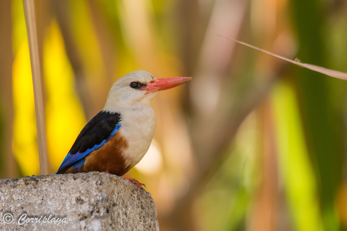 Gray-headed Kingfisher - Fernando del Valle
