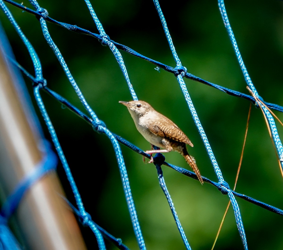 House Wren - ML588162961