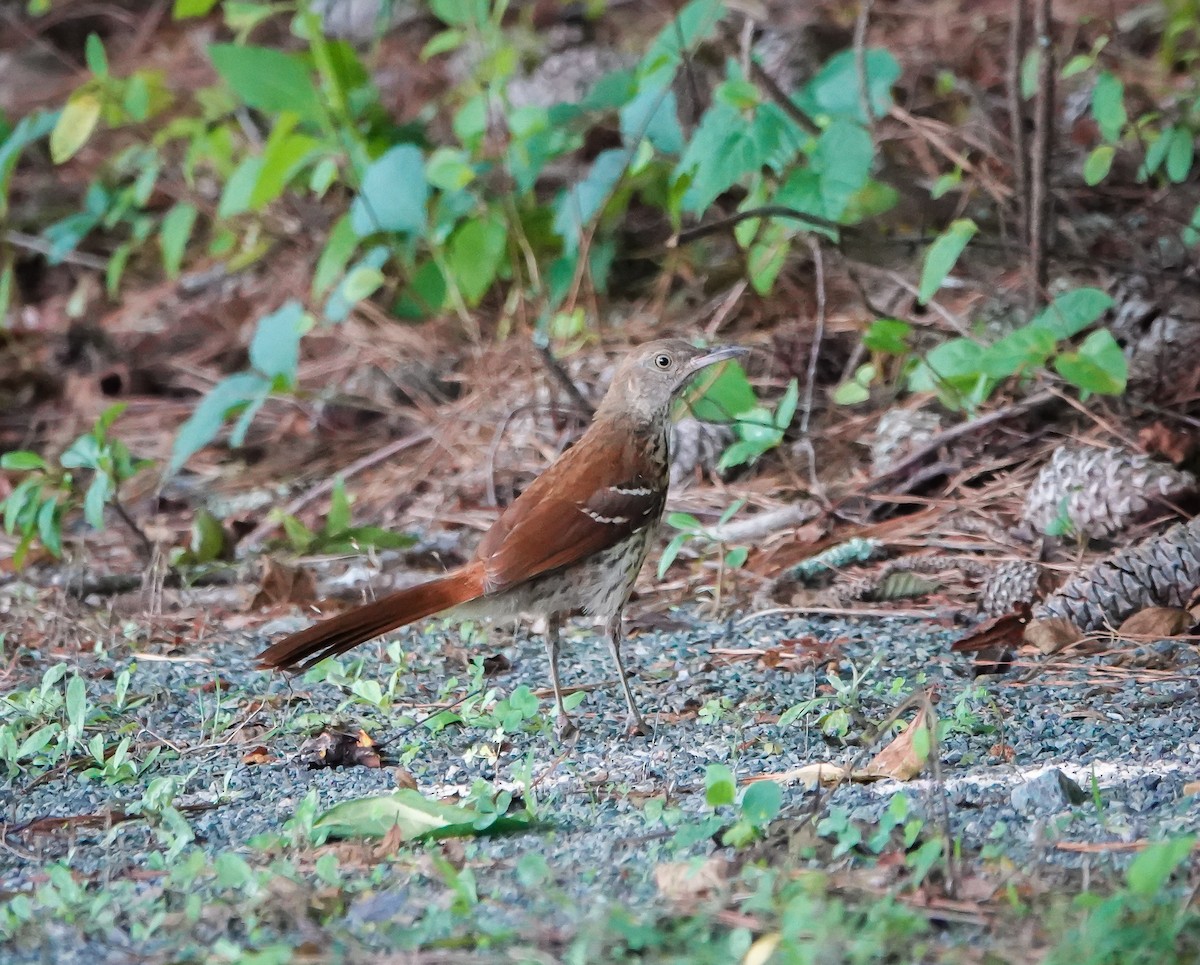 Brown Thrasher - ML588163061