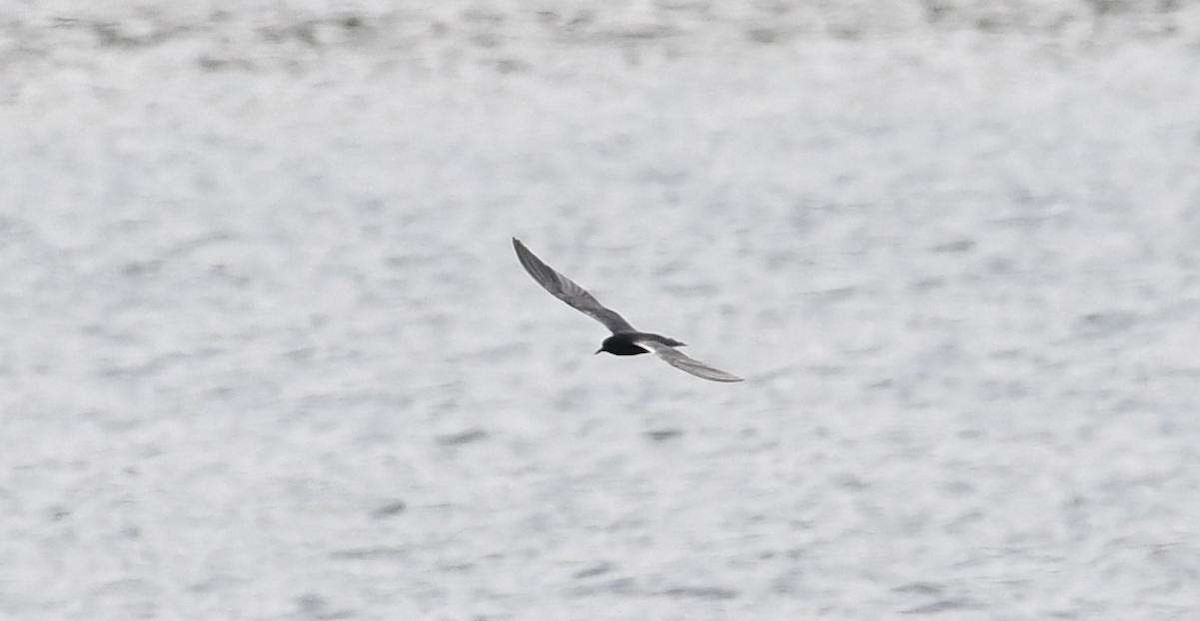 Black Tern - ML58816311