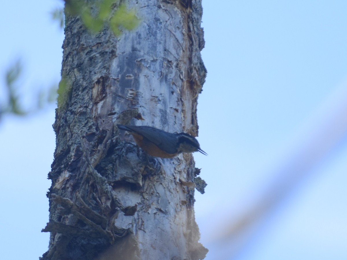 Red-breasted Nuthatch - ML58816331