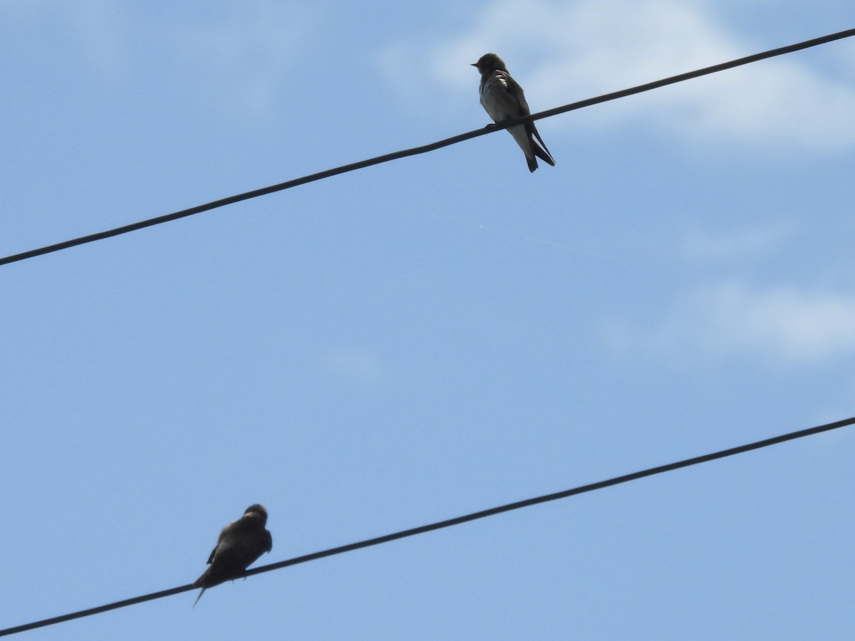 Northern Rough-winged Swallow - Karen & Tom Beatty
