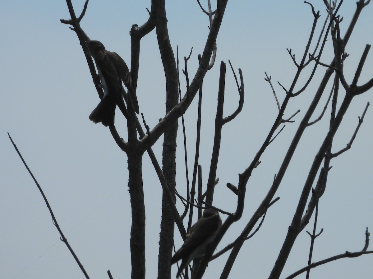 Northern Rough-winged Swallow - Karen & Tom Beatty