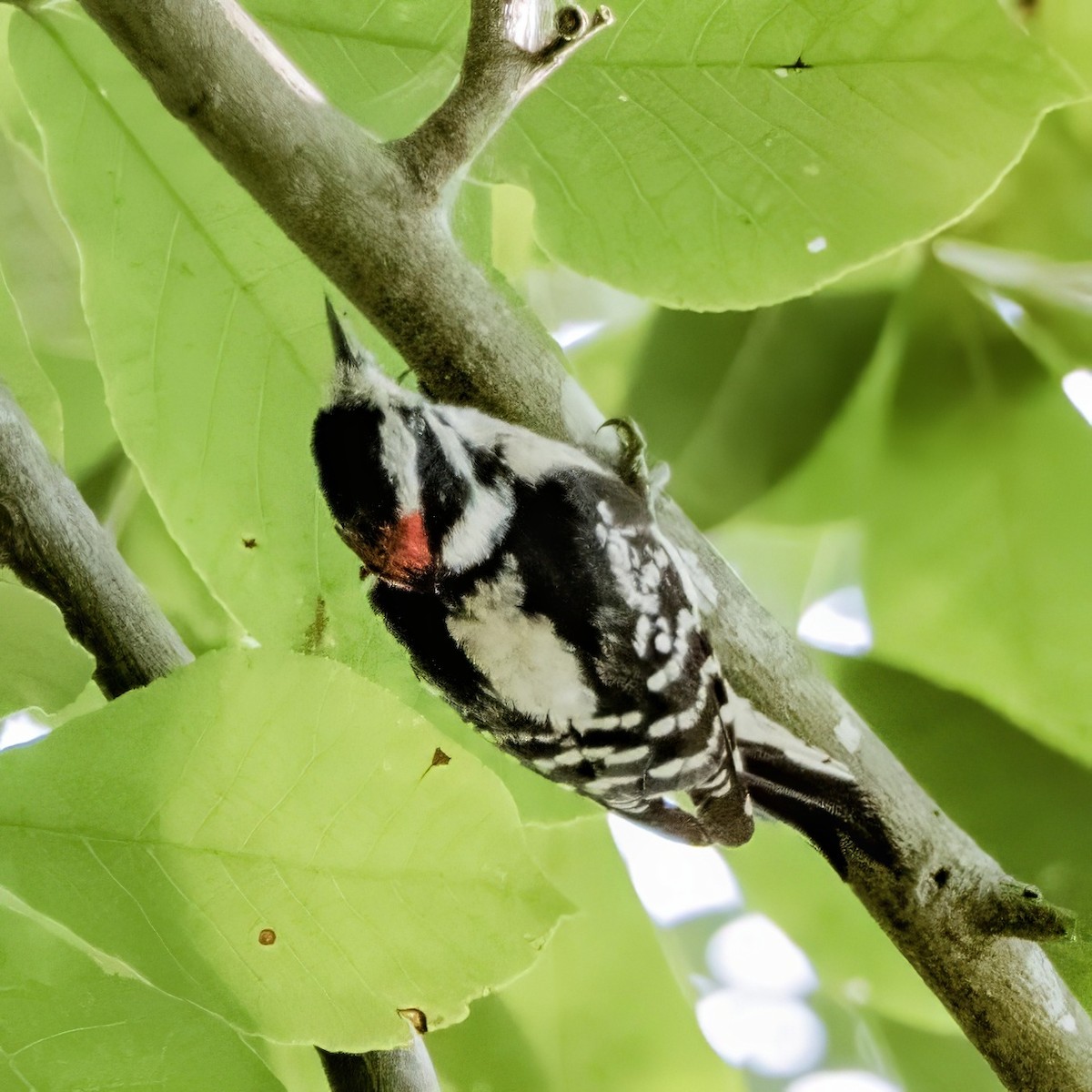 Hairy Woodpecker - ML588164611