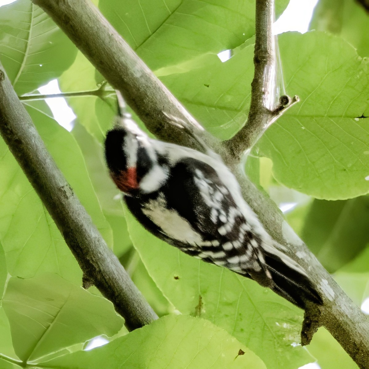 Hairy Woodpecker - ML588164621