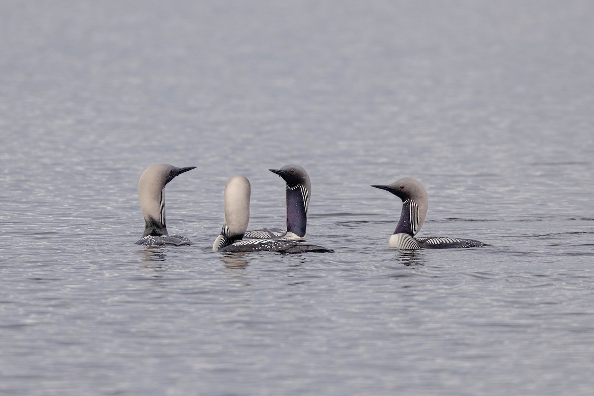 Pacific Loon - Nancy Davis