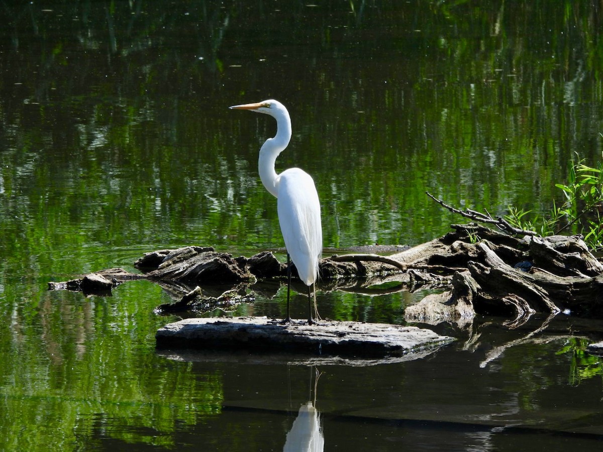 Цасч дэглий - ML588167381