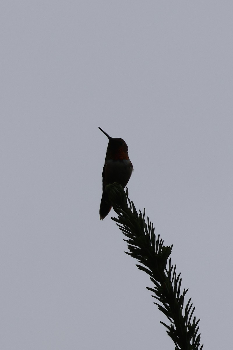 Rufous Hummingbird - ML588167891