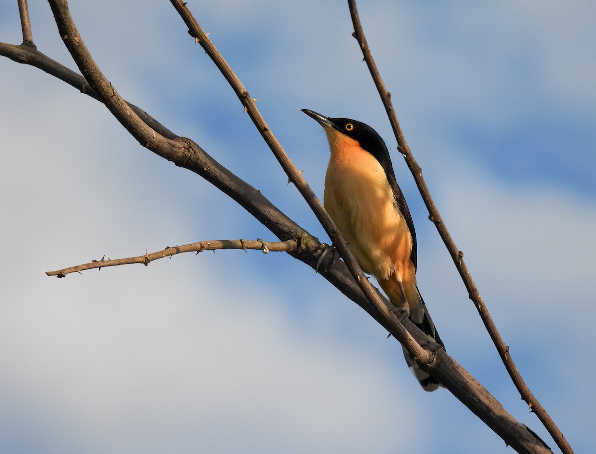 Black-capped Donacobius - Selene Davey