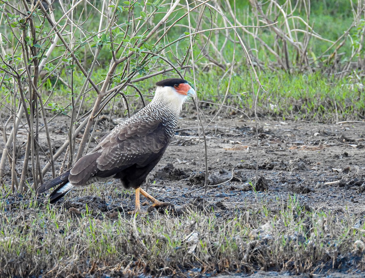 Crested Caracara - ML588168731