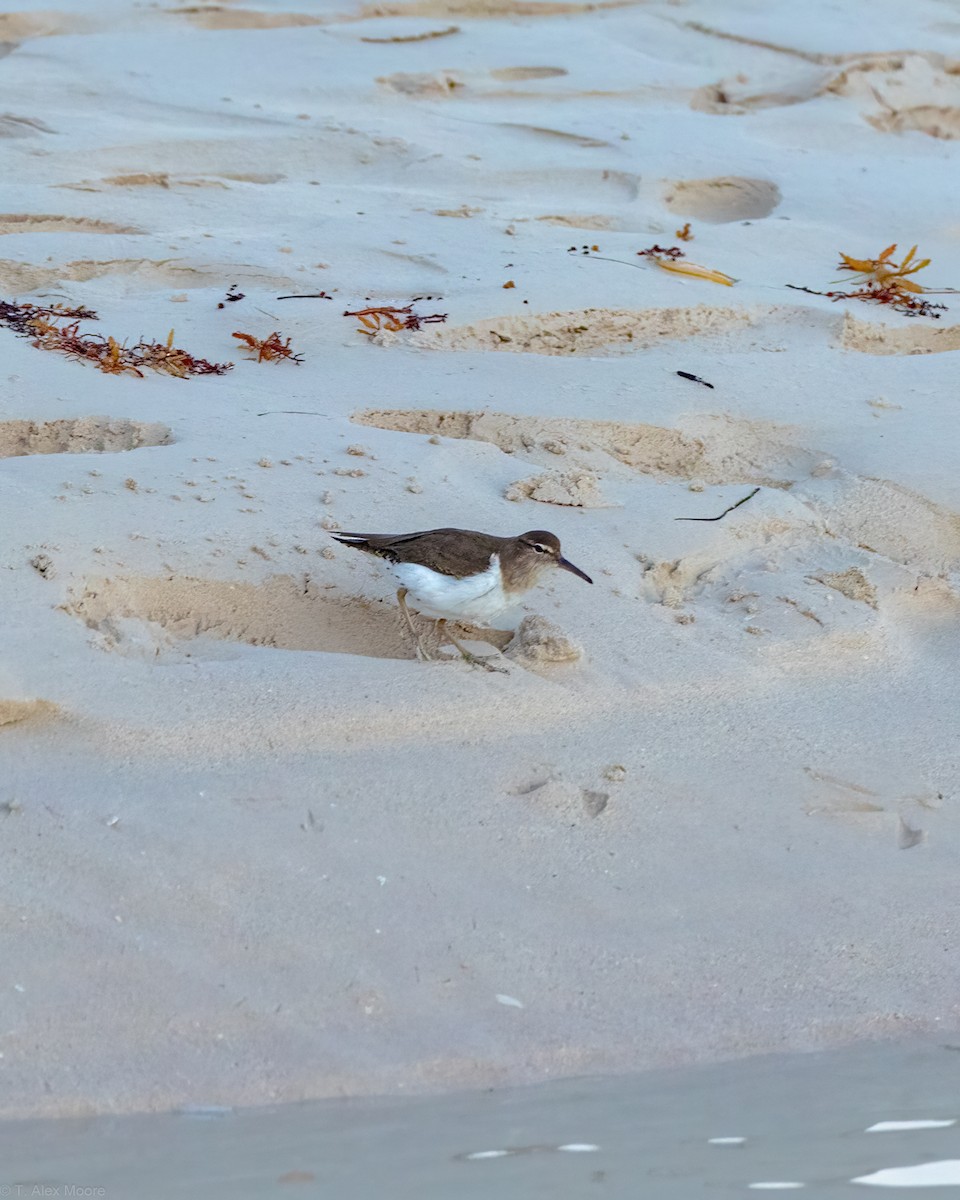 Spotted Sandpiper - ML588168871