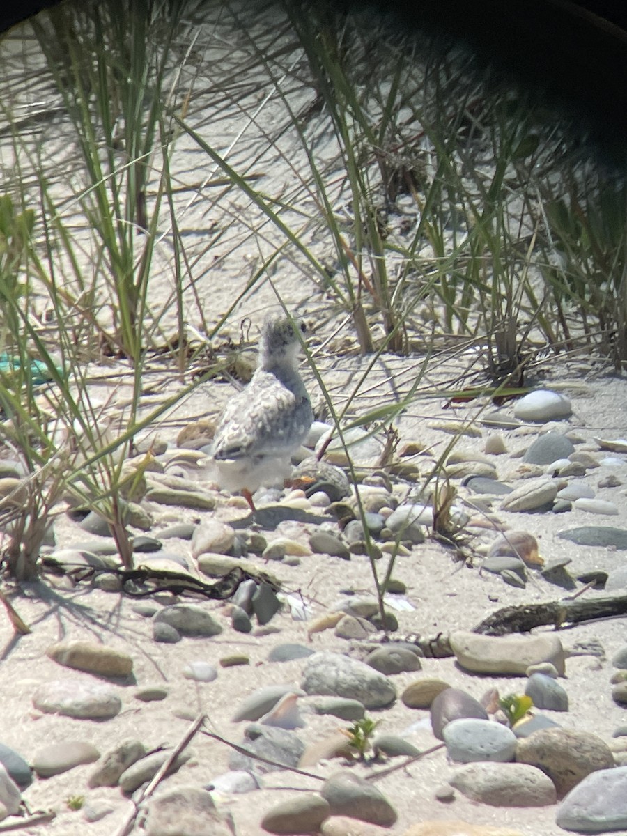 Least Tern - ML588169101