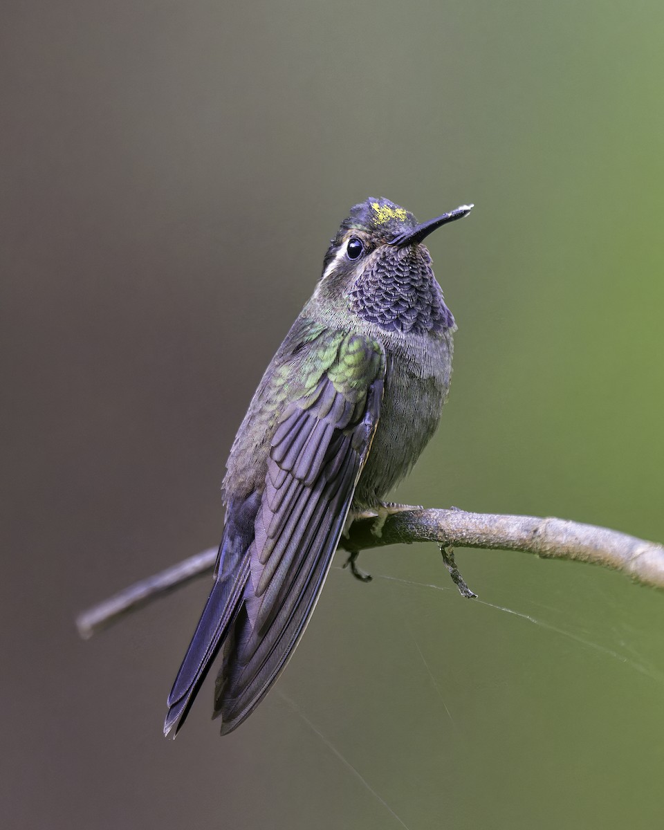 kolibřík ametystohrdlý - ML588169161