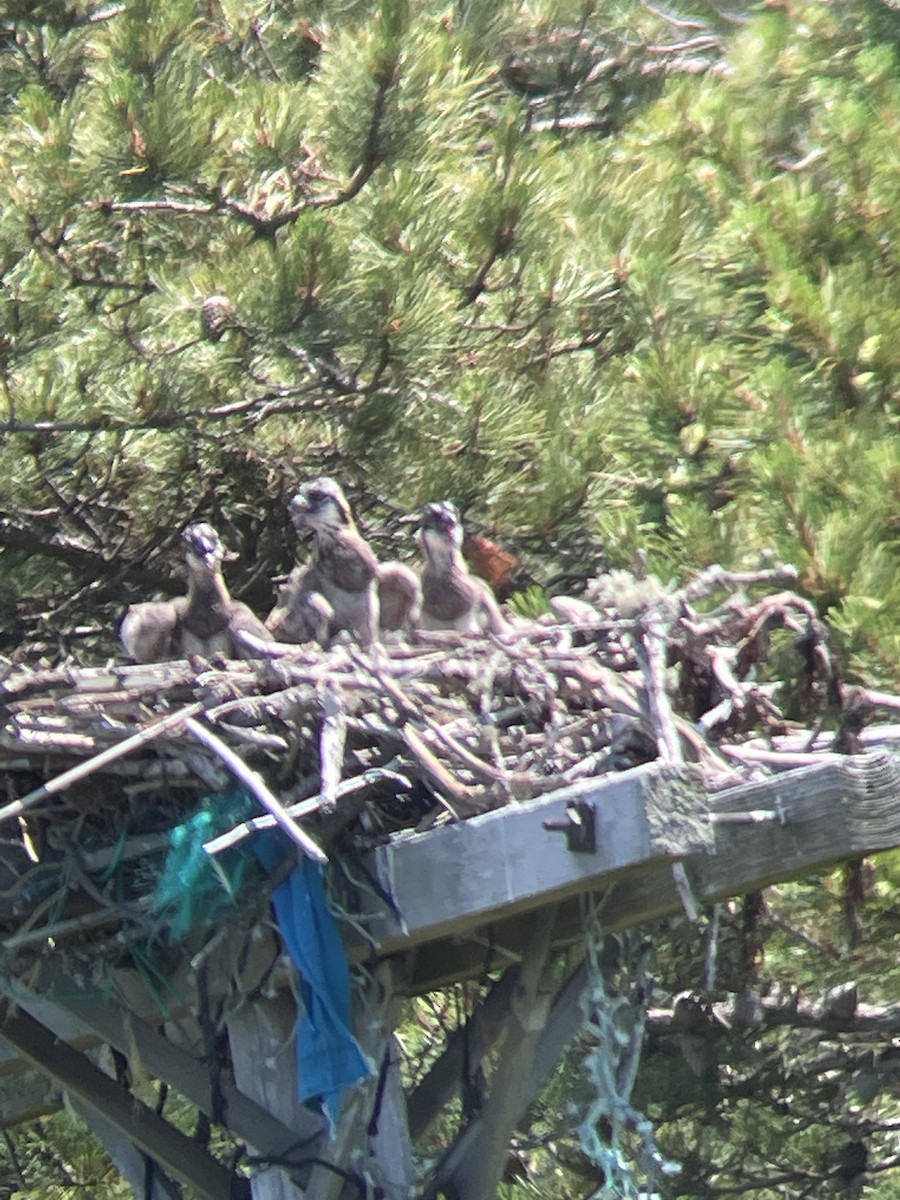 Osprey - Seth Buddy