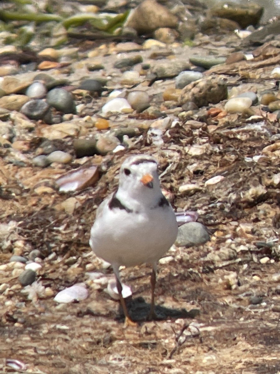 Piping Plover - ML588169531
