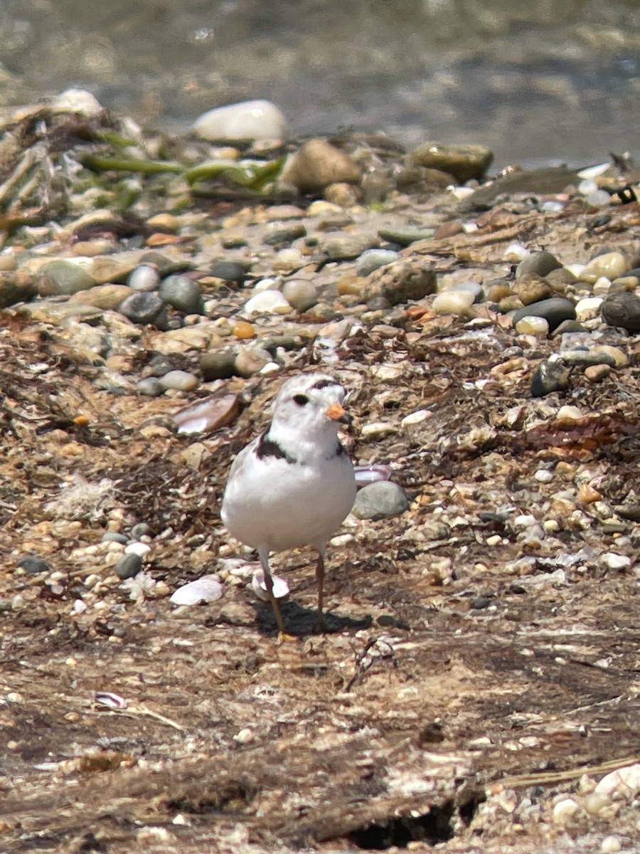 Piping Plover - ML588169541