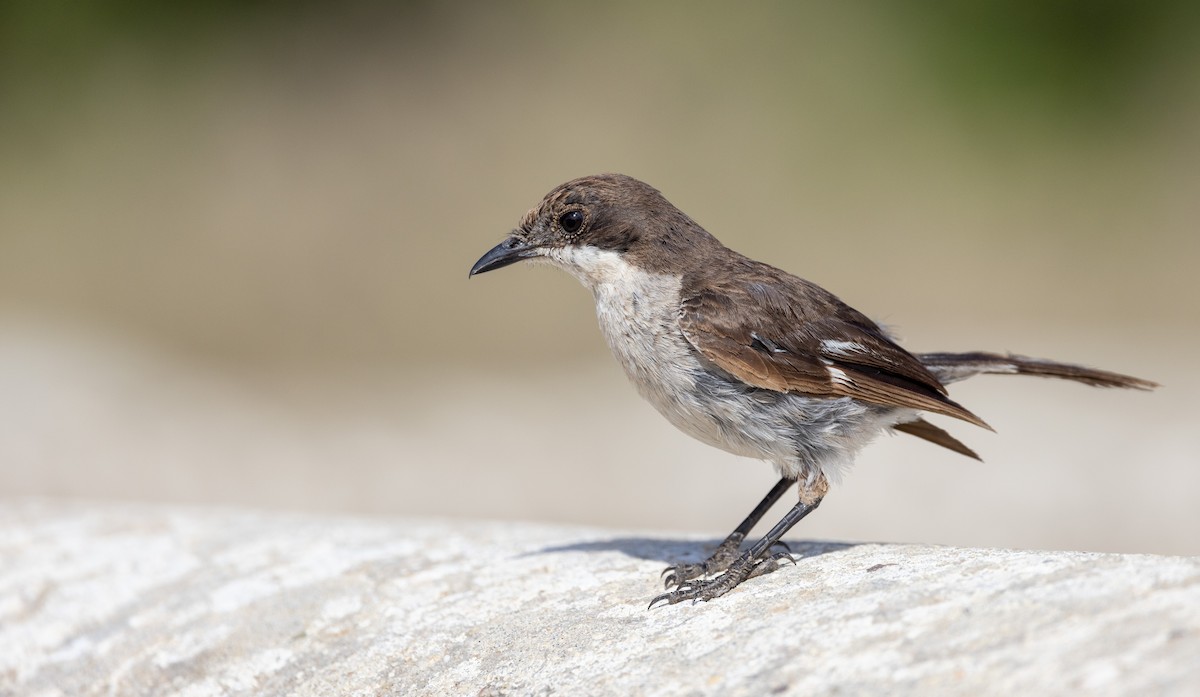 Fiscal Flycatcher - ML588171211