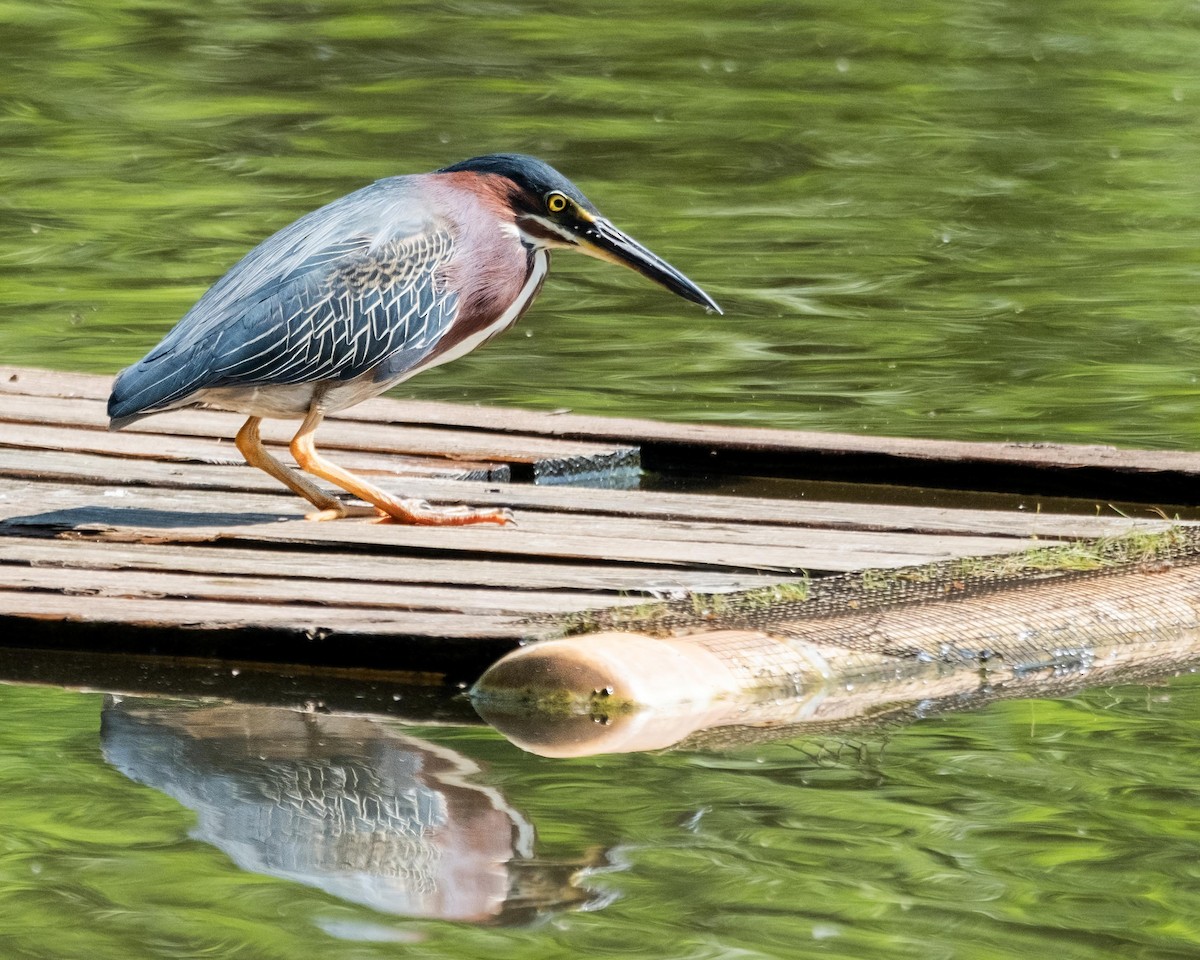 Green Heron - ML588172471