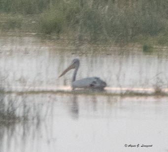 Pink-backed Pelican - ML588173321