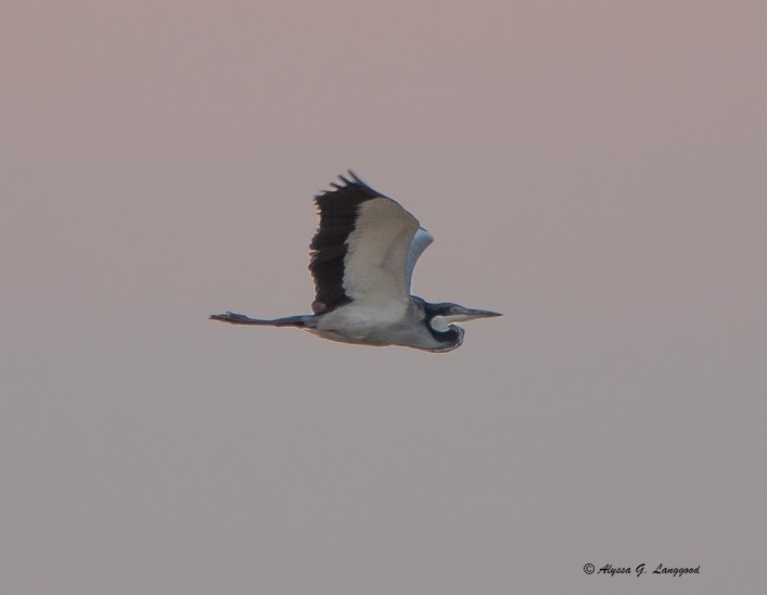 Black-headed Heron - ML588173521