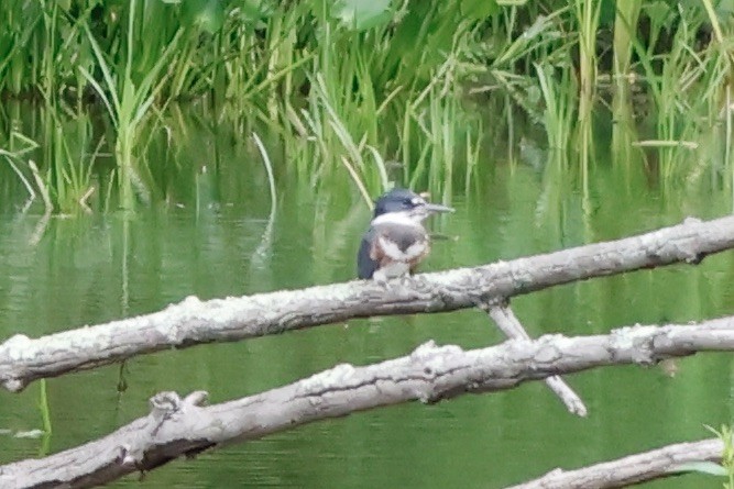 Belted Kingfisher - ML588173641