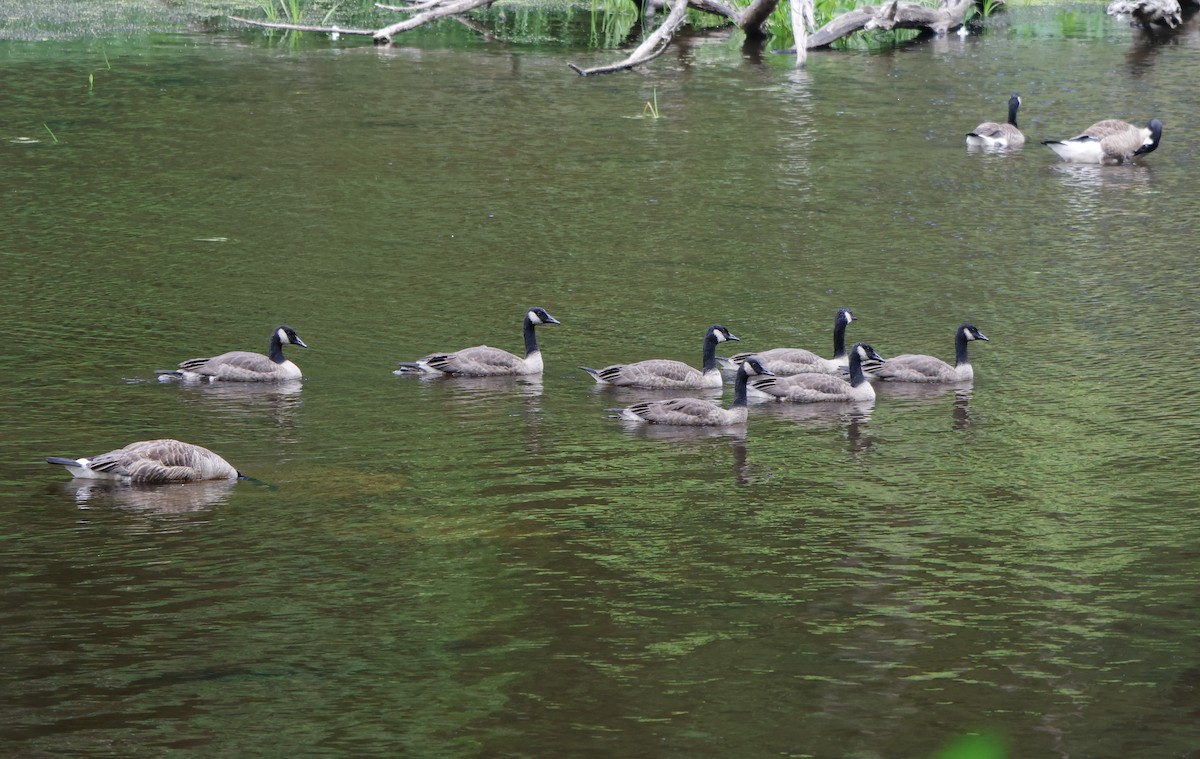 Canada Goose - Daniel Morton