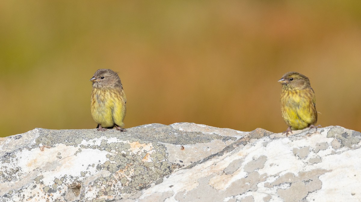 Cape Siskin - Ian Davies