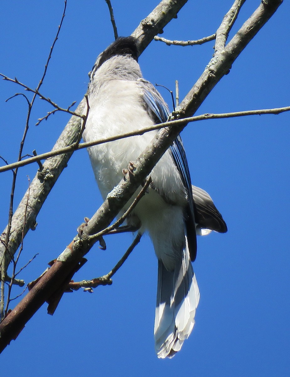 Blue Jay - ML588173821
