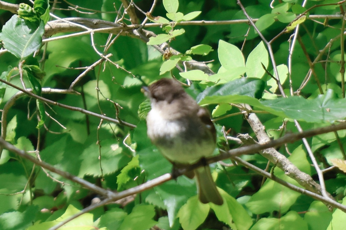 Eastern Phoebe - ML588173881