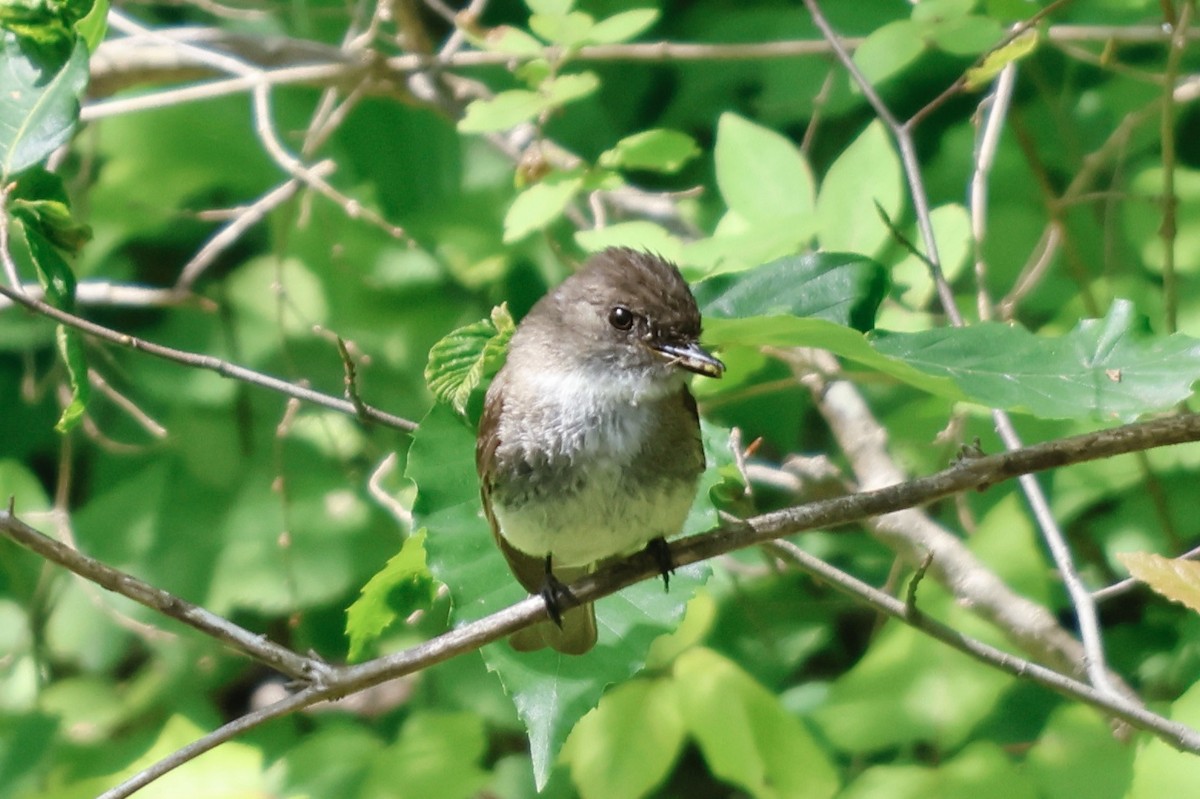 Eastern Phoebe - ML588173911