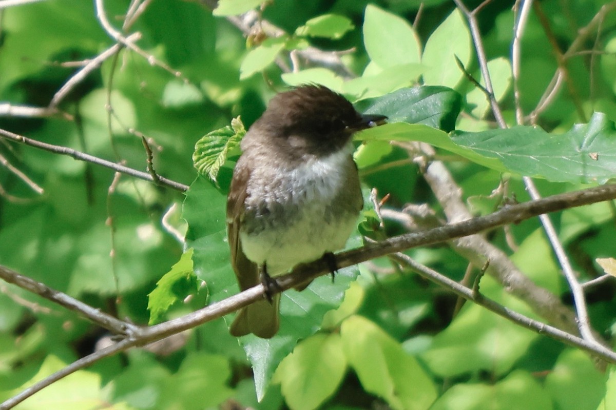 Eastern Phoebe - ML588173921