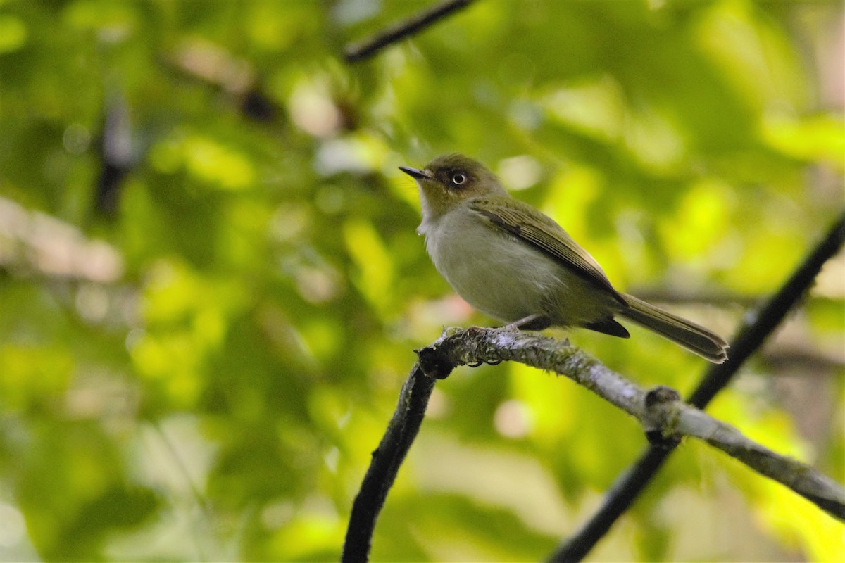 Bay-ringed Tyrannulet - Ricardo Todeschini
