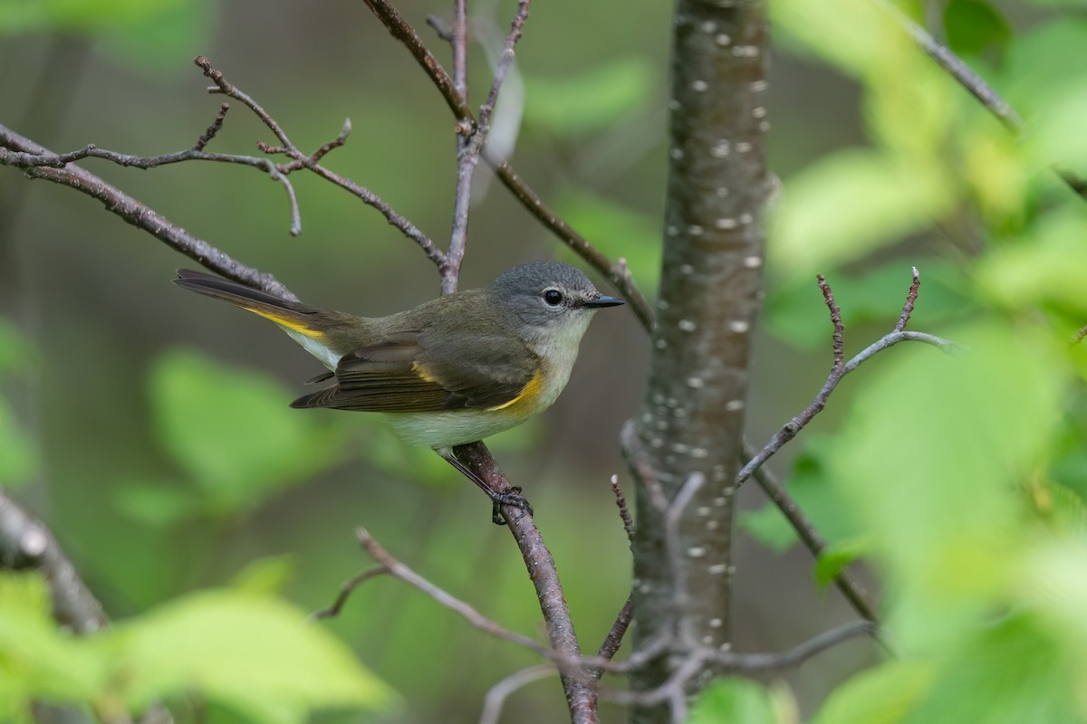 American Redstart - ML588174451