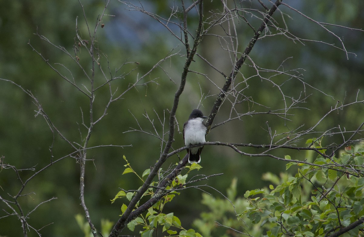 Eastern Kingbird - ML588174491