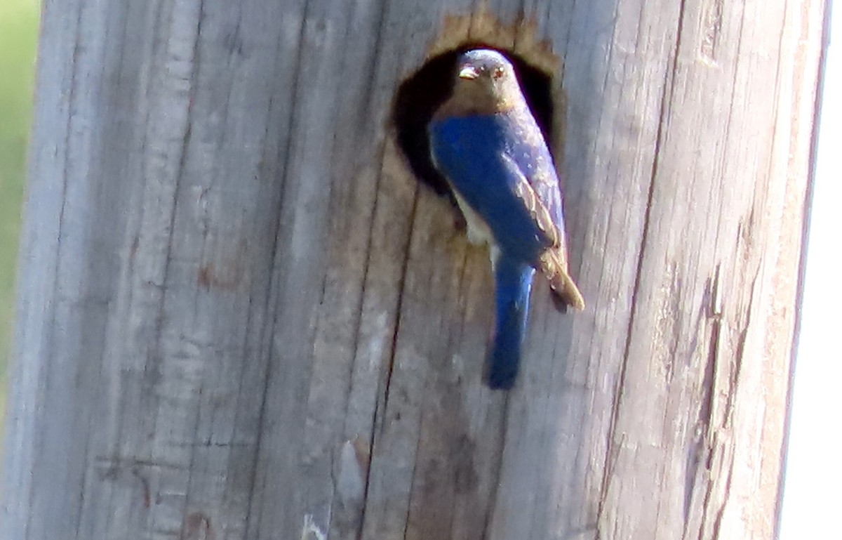 Eastern Bluebird - Micky Louis