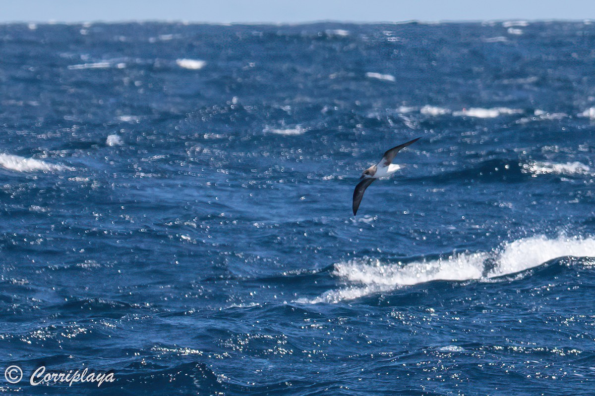 Fea's Petrel (Fea's) - Fernando del Valle