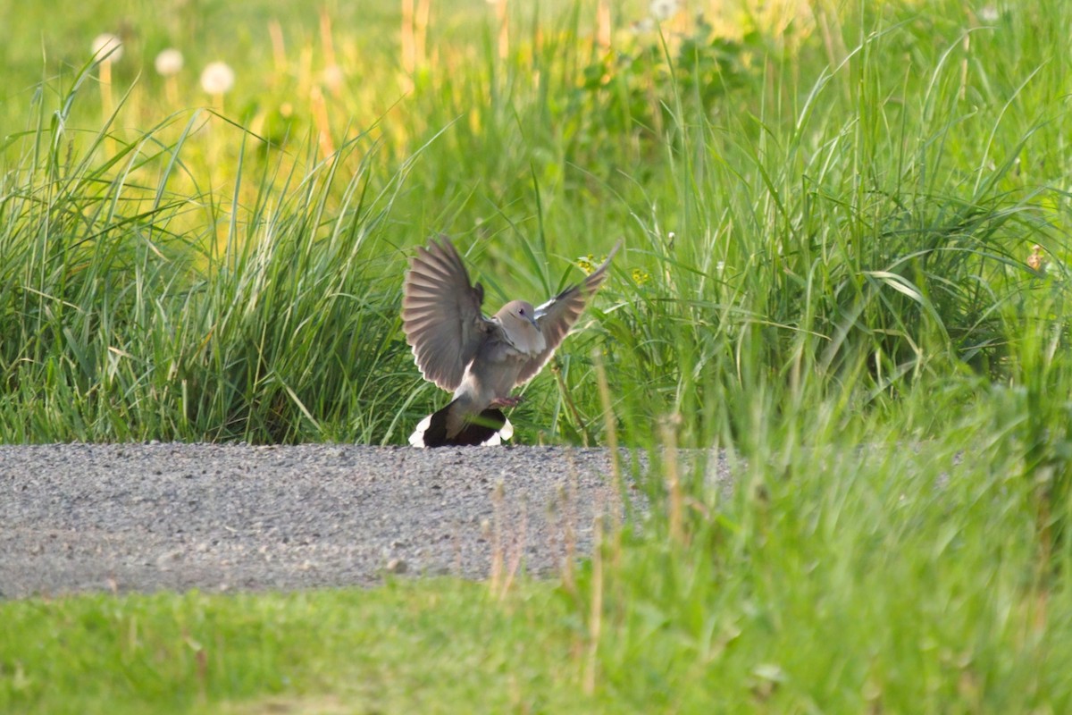 White-winged Dove - ML588176681