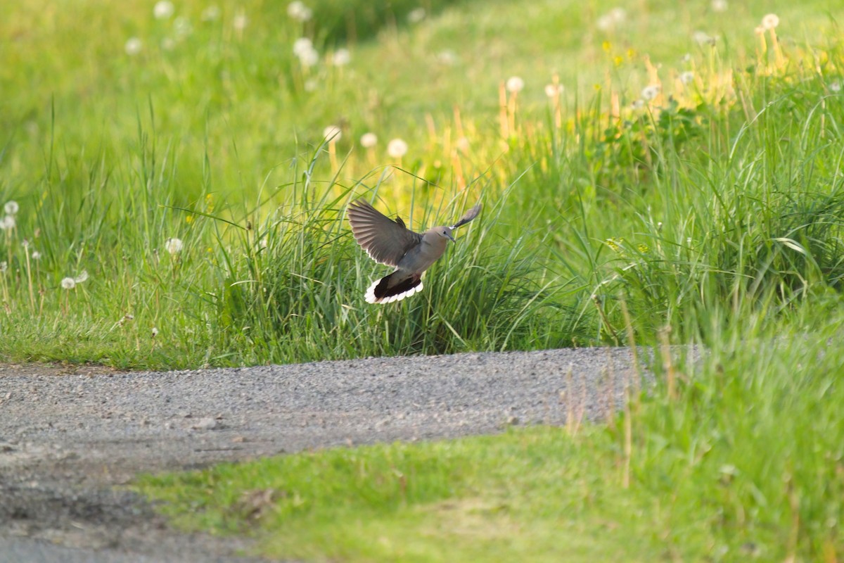 White-winged Dove - ML588176691