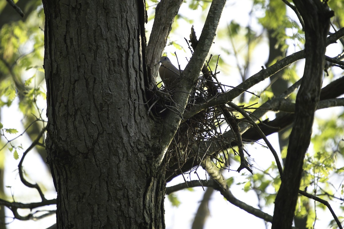 White-winged Dove - ML588176751