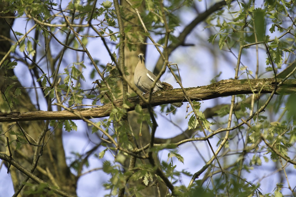 White-winged Dove - ML588176781