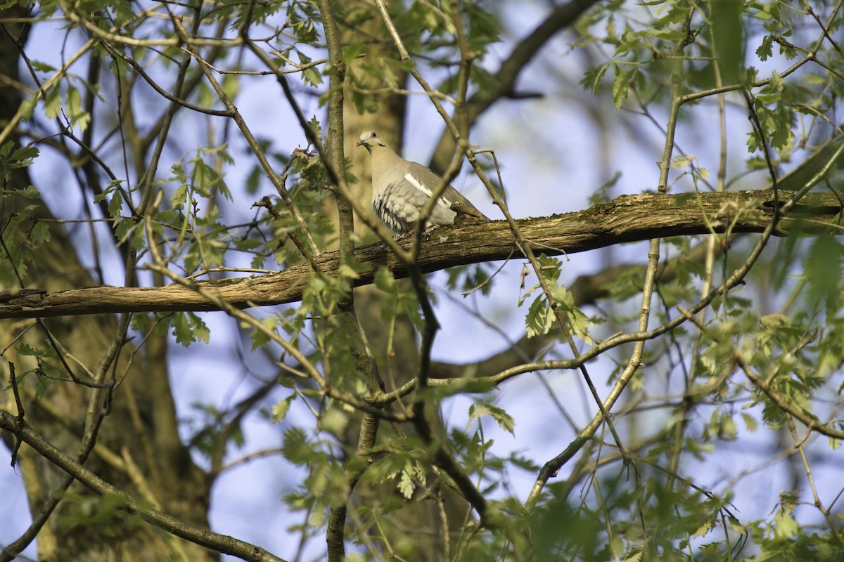 White-winged Dove - ML588176791