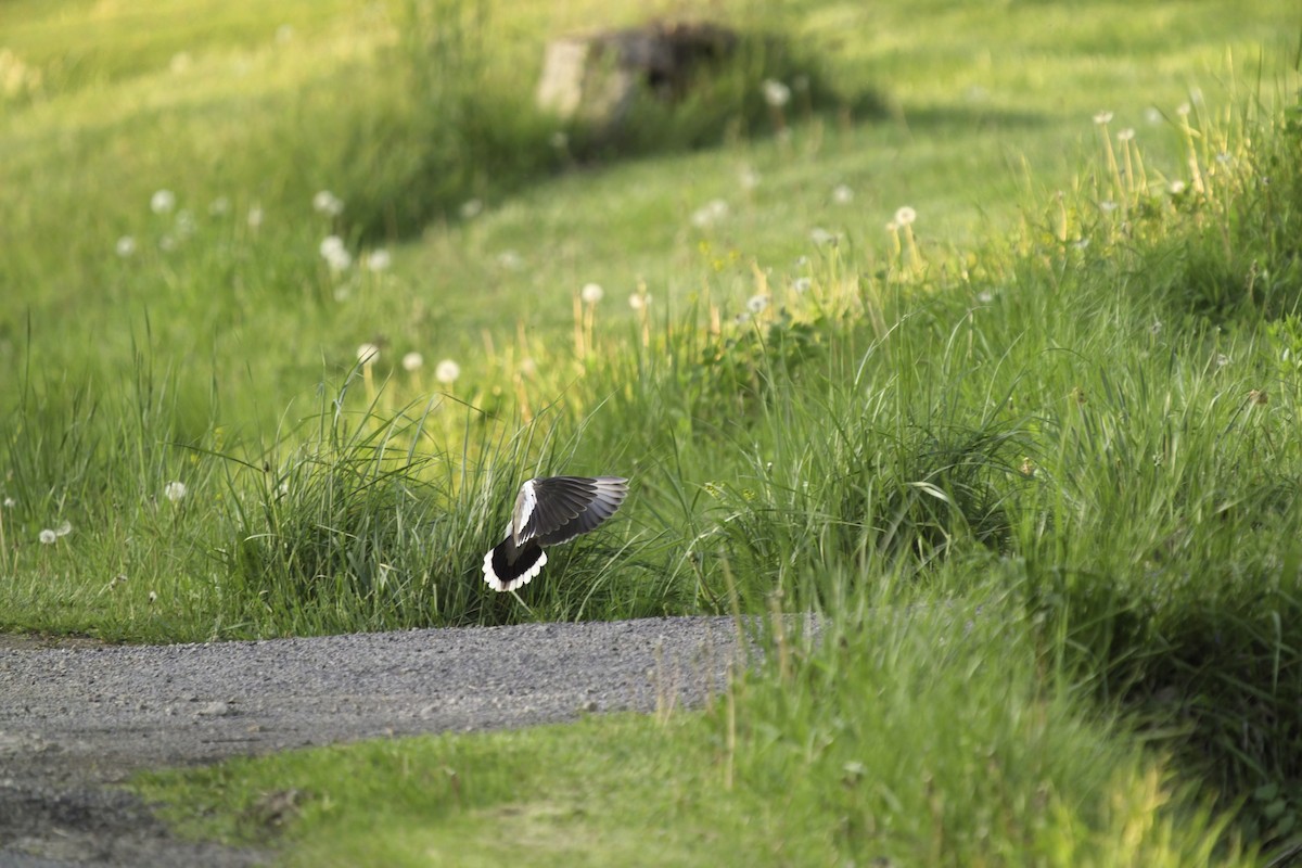 White-winged Dove - ML588176801