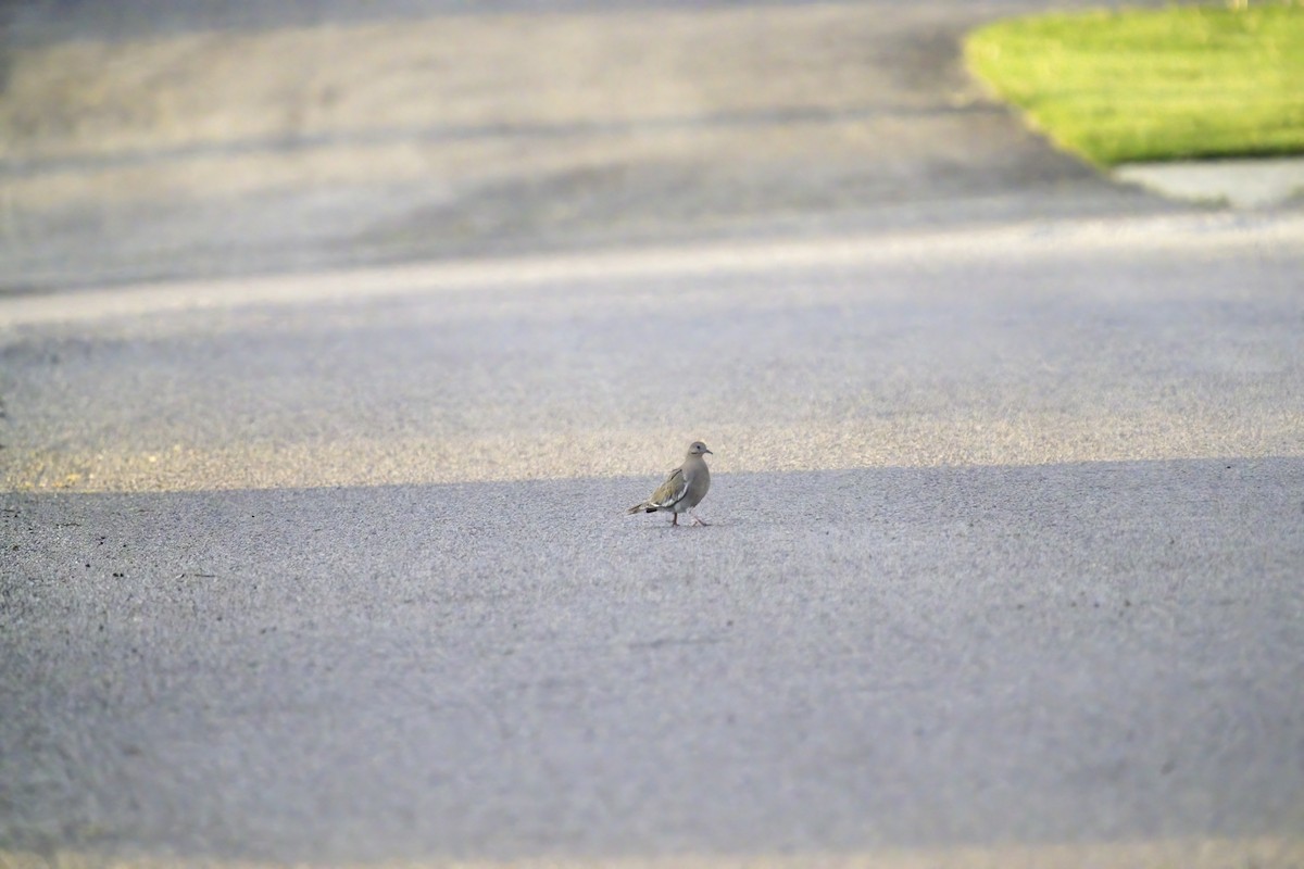 White-winged Dove - ML588176811