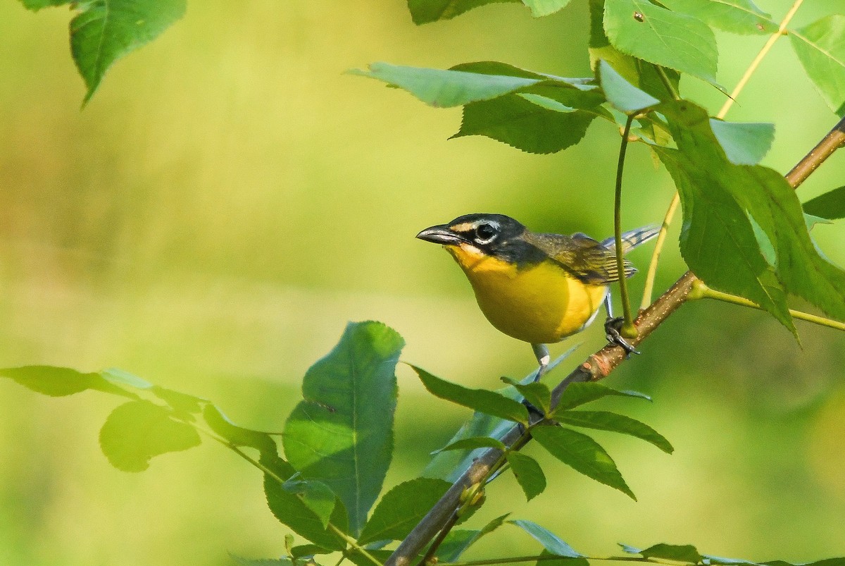 Yellow-breasted Chat - ML588177181