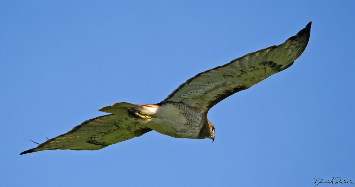 Red-tailed Hawk (borealis) - Dave Rintoul